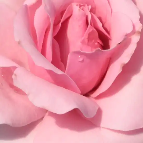 Trandafiri online - Roz - trandafir pentru straturi Floribunda - fără parfum - Rosa Regéc - Márk Gergely - ,-